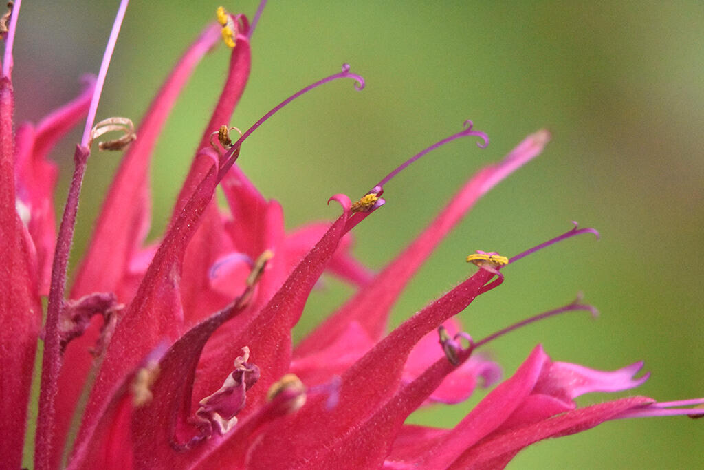 Fire Balm, 2023. Malicious Sheep. MIME: image/jpeg, Token: FA2, Storage: IPFS, Contract: KT1...