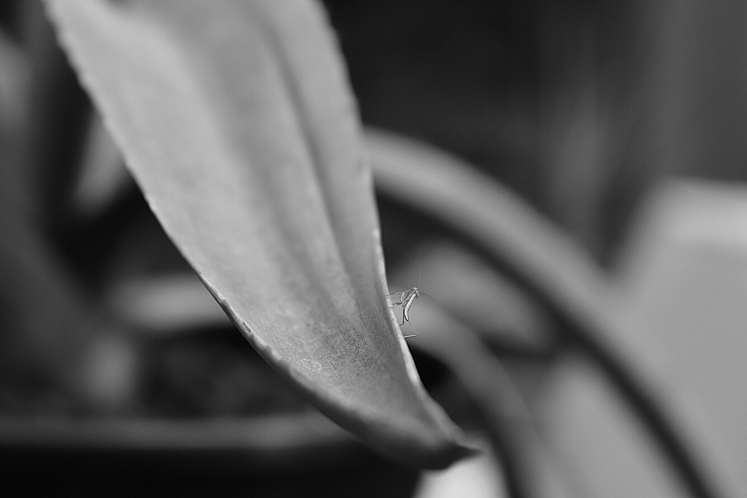 Mantis, 2021. Nicholas Lucci. MIME: image/jpeg, Token: FA2, Storage: IPFS, Contract: KT1...