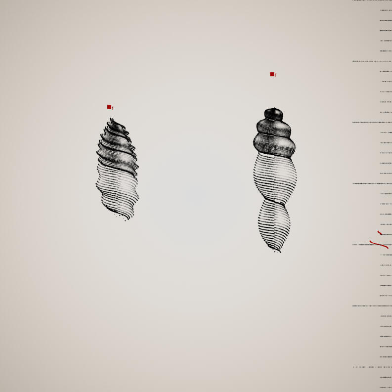 Two Specimen #69, 2021. Orr Kislev. MIME: application/x-directory, Token: FA2, Storage: IPFS, Contract: KT1...
