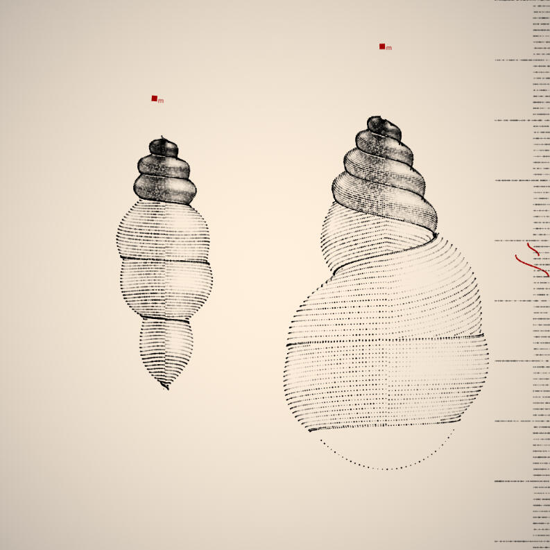 Two Specimen #229, 2021. Orr Kislev. MIME: application/x-directory, Token: FA2, Storage: IPFS, Contract: KT1...