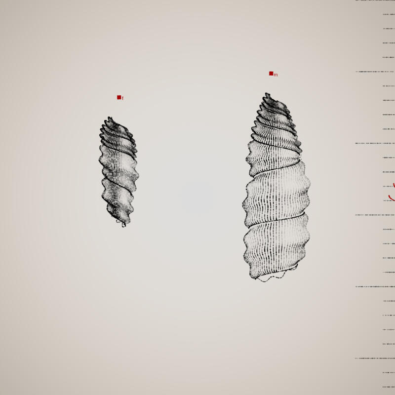 Two Specimen #279, 2021. Orr Kislev. MIME: application/x-directory, Token: FA2, Storage: IPFS, Contract: KT1...