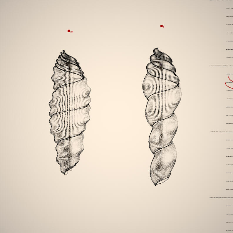 Two Specimen #367, 2021. Orr Kislev. MIME: application/x-directory, Token: FA2, Storage: IPFS, Contract: KT1...