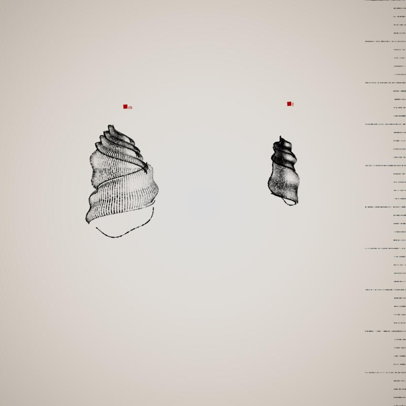 Two Specimen #279, 2021. Orr Kislev. MIME: application/x-directory, Token: FA2, Storage: IPFS, Contract: KT1...