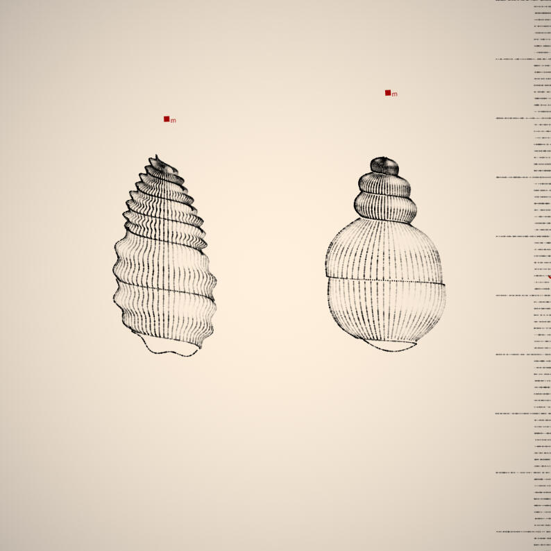 Two Specimen #88, 2021. Orr Kislev. MIME: application/x-directory, Token: FA2, Storage: IPFS, Contract: KT1...