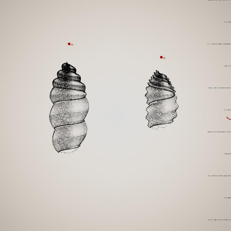 Two Specimen #117, 2021. Orr Kislev. MIME: application/x-directory, Token: FA2, Storage: IPFS, Contract: KT1...