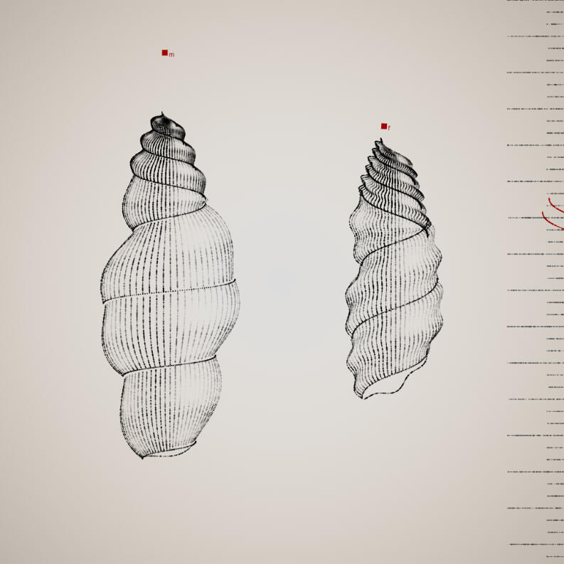 Two Specimen #382, 2021. Orr Kislev. MIME: application/x-directory, Token: FA2, Storage: IPFS, Contract: KT1...