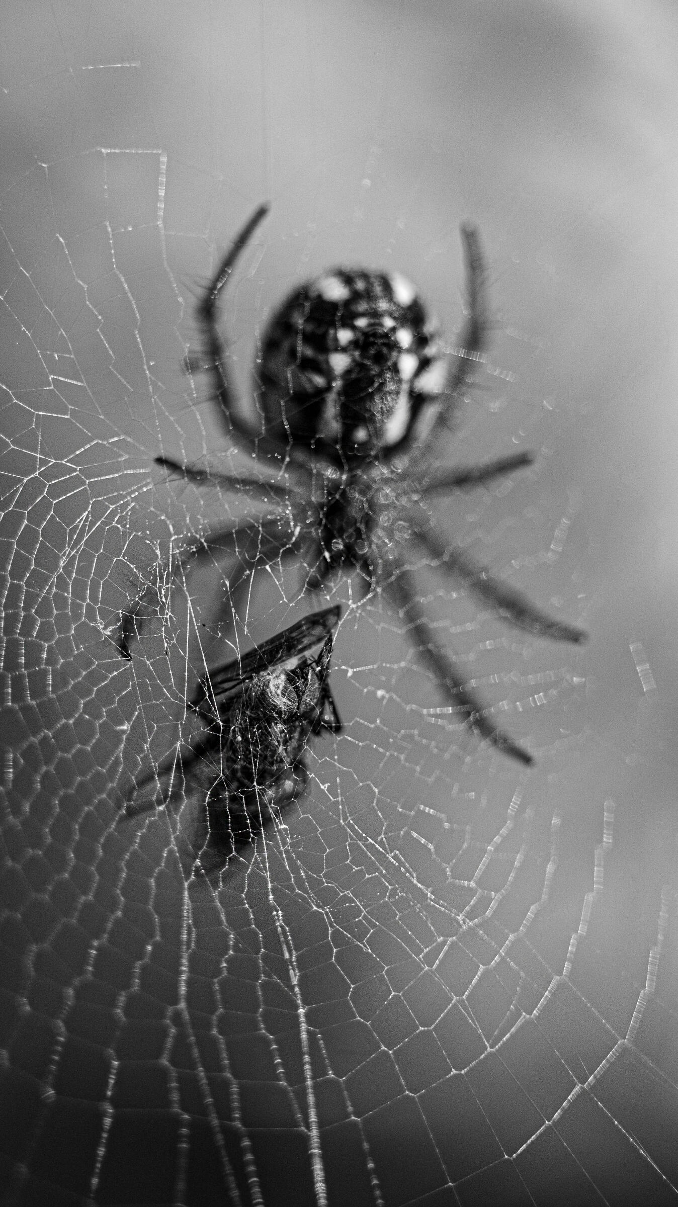 Silken Snares, 2023. Aleksejs Zuravlovs. MIME: image/jpeg, Token: FA2, Storage: IPFS, Contract: KT1...