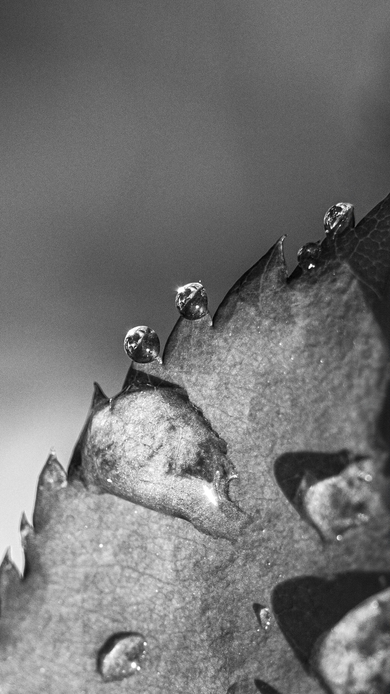 Spiked Serenity: Dewy Rose Leaf, 2023. Aleksejs Zuravlovs. MIME: image/jpeg, Token: FA2, Storage: IPFS, Contract: KT1...