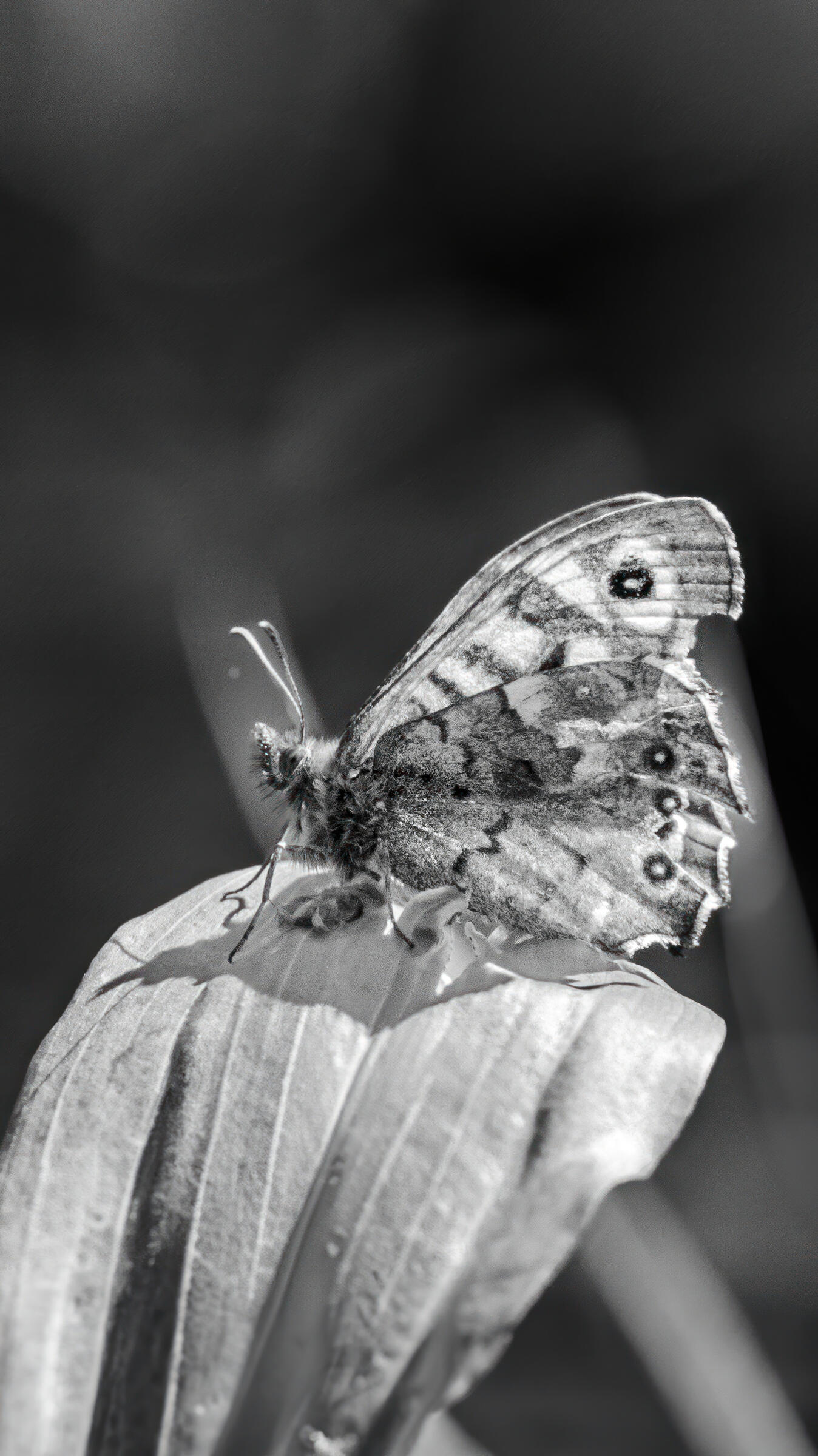 Monochrome Metamorphosis, 2023. Aleksejs Zuravlovs. MIME: image/jpeg, Token: FA2, Storage: IPFS, Contract: KT1...