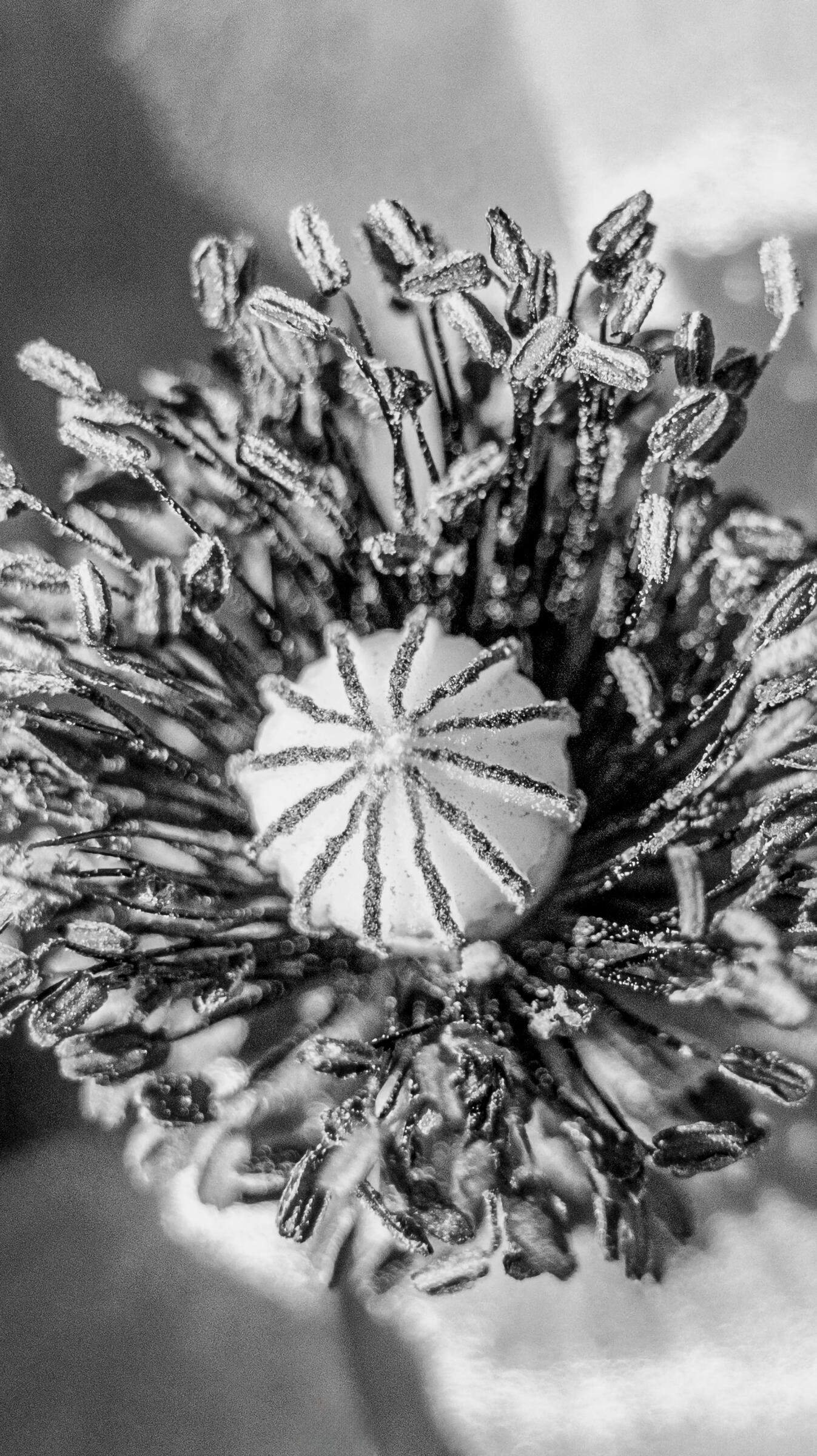 Intricate Core, 2023. Aleksejs Zuravlovs. MIME: image/jpeg, Token: FA2, Storage: IPFS, Contract: KT1...