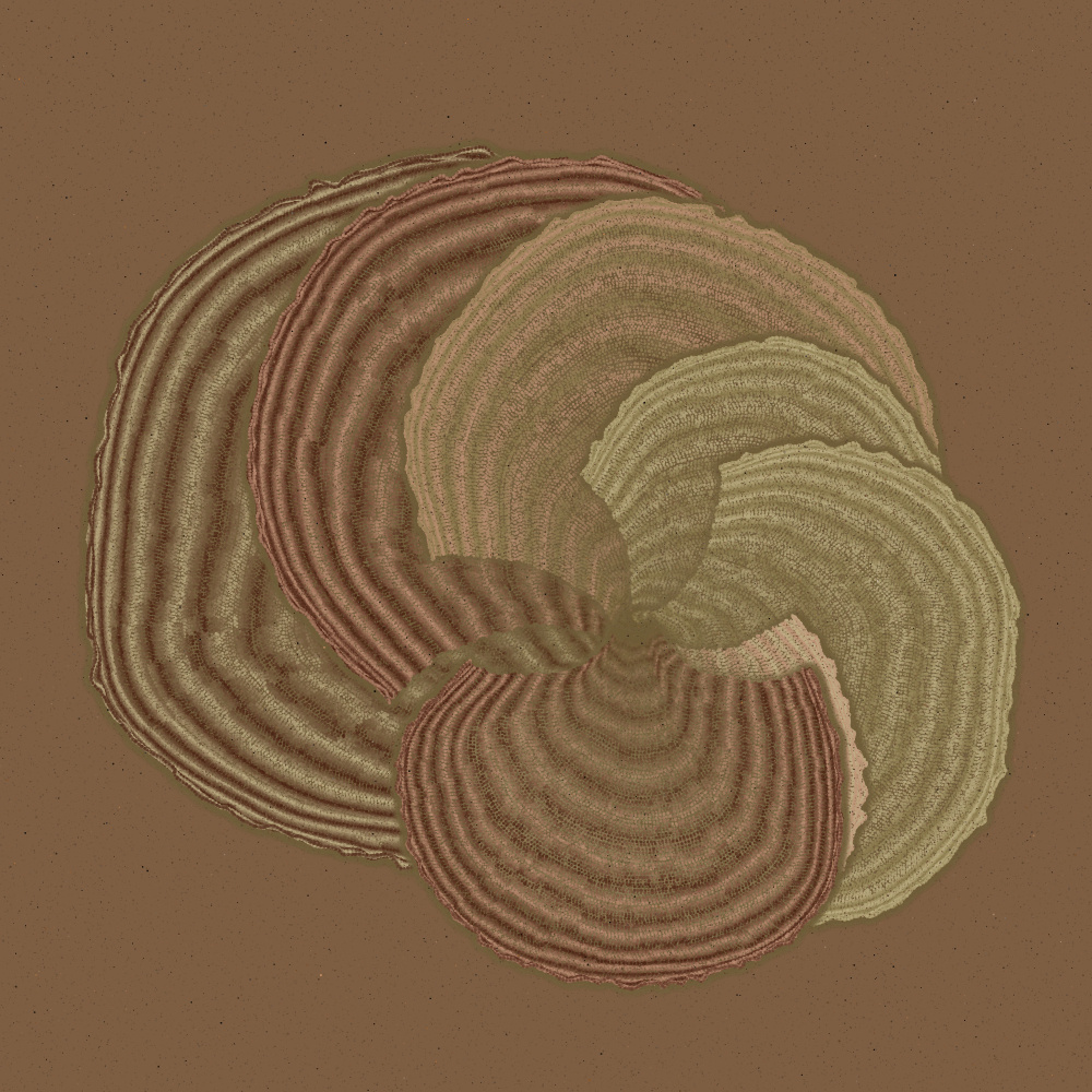 Padina #6, 2022. Paweł Grzelak. MIME: application/x-directory, Token: FA2, Storage: IPFS, Contract: KT1...