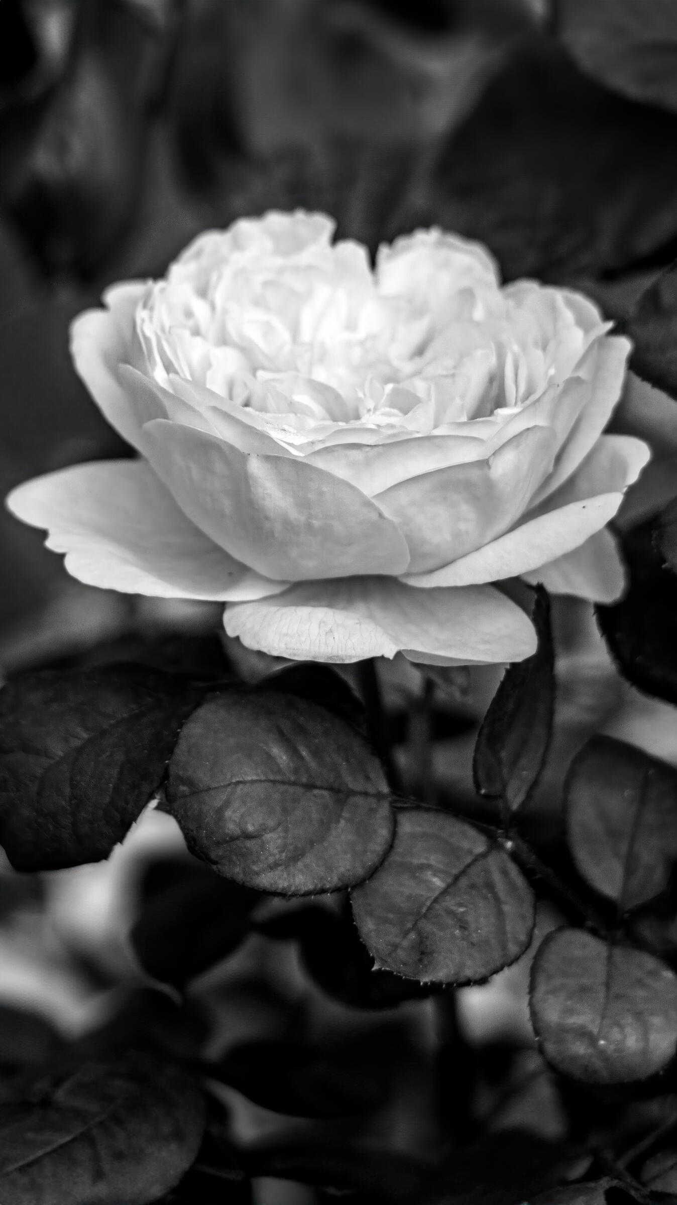 Rose in Black and White, 2023. Aleksejs Zuravlovs. MIME: image/jpeg, Token: FA2, Storage: IPFS, Contract: KT1...