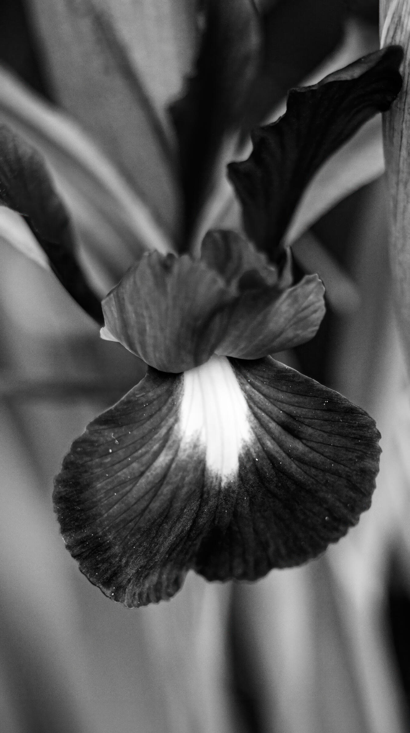 Monochrome Majesty, 2023. Aleksejs Zuravlovs. MIME: image/jpeg, Token: FA2, Storage: IPFS, Contract: KT1...