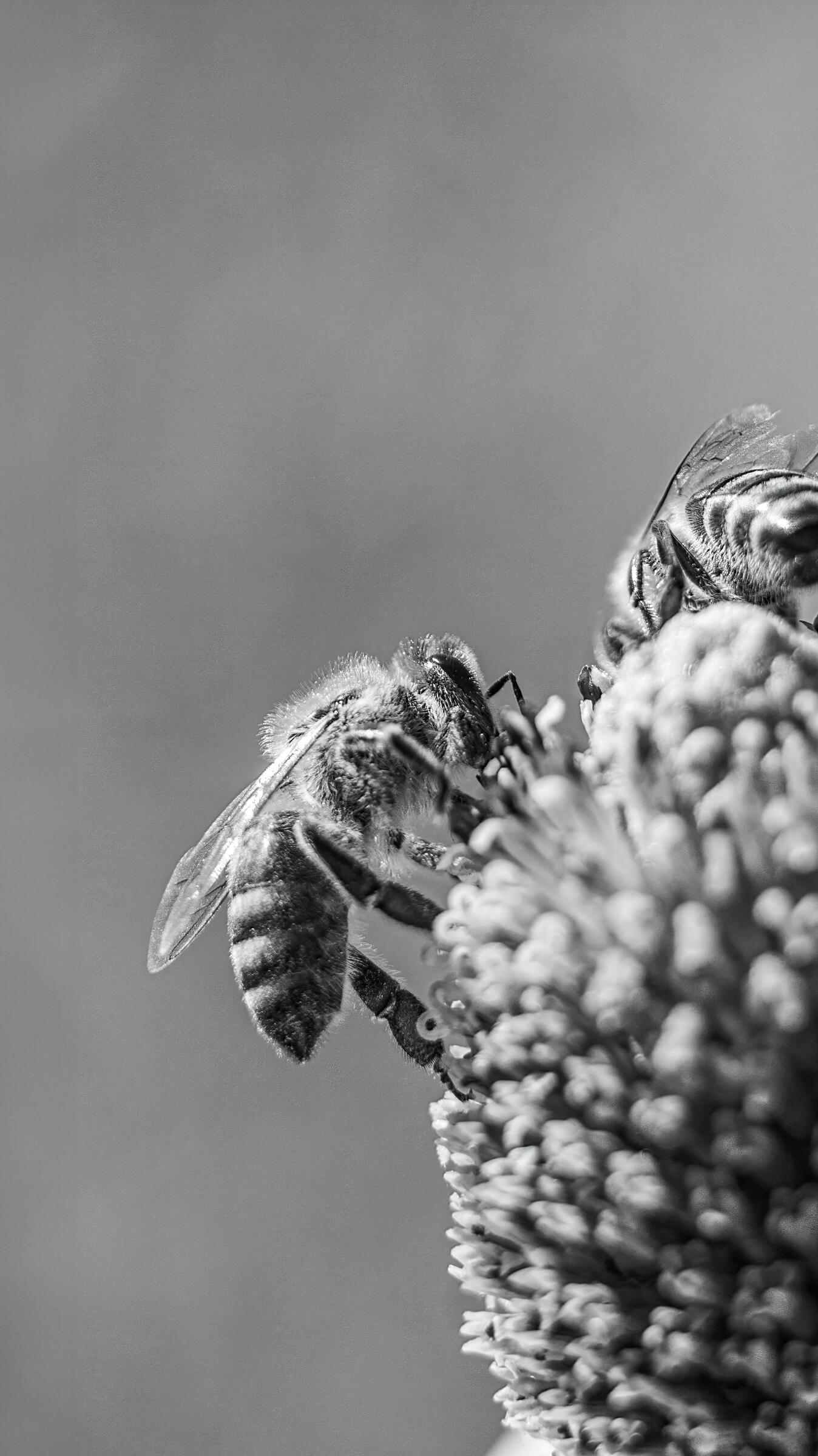 Bee&#39;s Haven, 2023. Aleksejs Zuravlovs. MIME: image/jpeg, Token: FA2, Storage: IPFS, Contract: KT1...