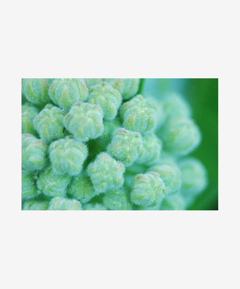 Malicious Sheep Canada (she/her) Protest Florals, 2023 Photographs, editioned