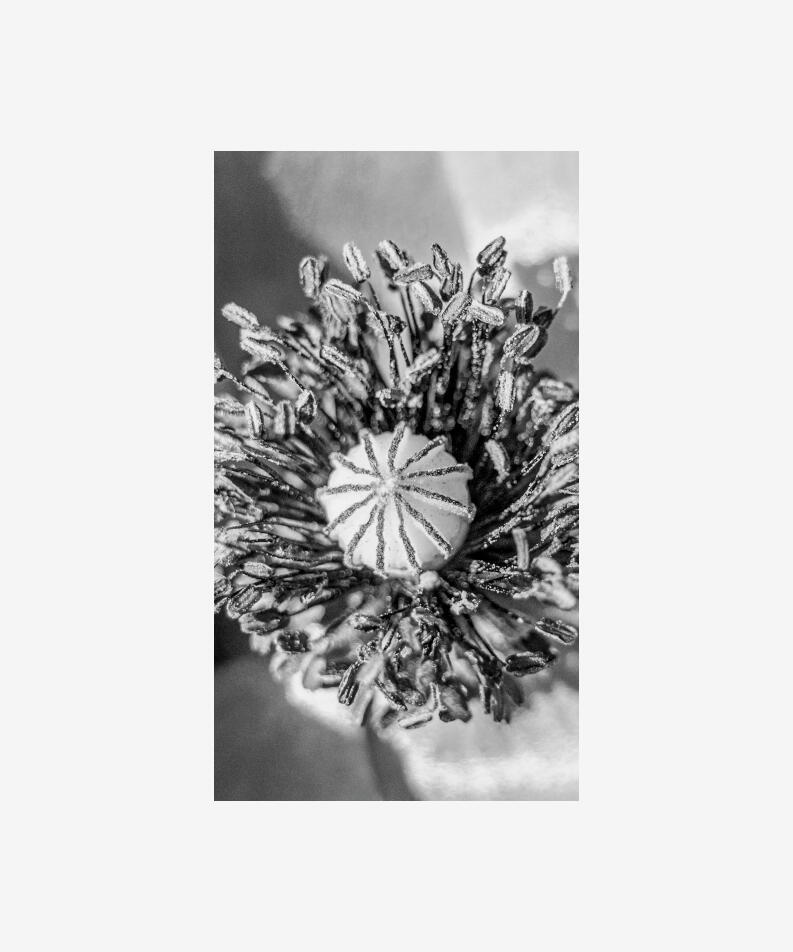 Aleksejs Zuravlovs Russia Silhouettes of Nature, 2023 Photographs, editioned