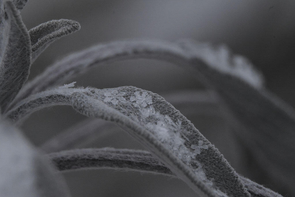 Silent Sage, 2024. Malicious Sheep. MIME: image/jpeg, Token: FA2, Storage: IPFS, Contract: KT1...