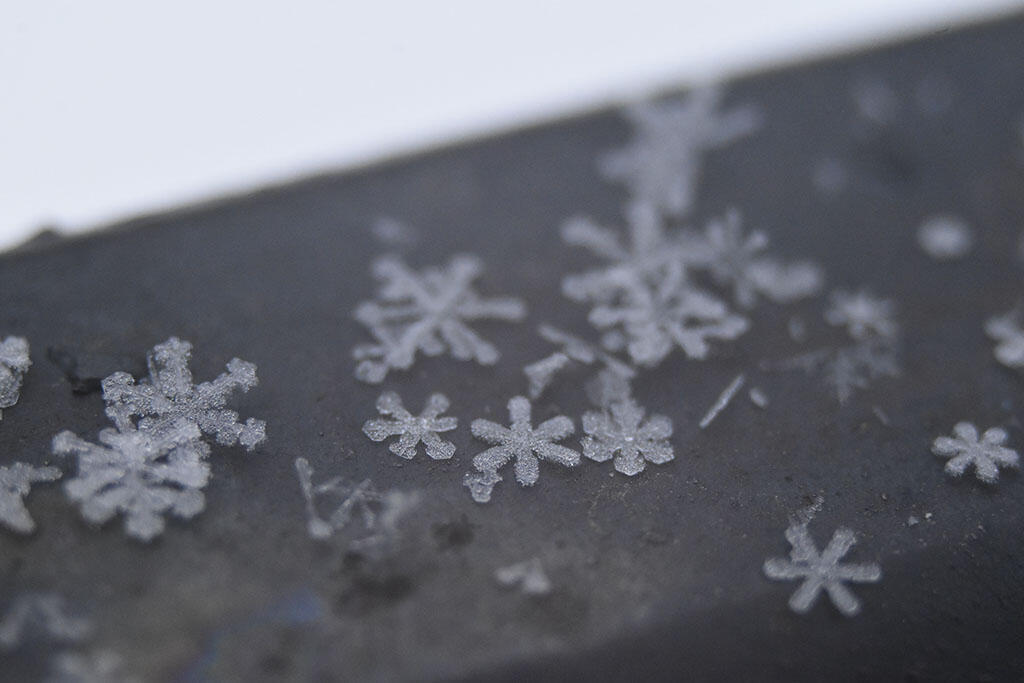 Constellation Catalyst, 2024. Malicious Sheep. MIME: image/jpeg, Token: FA2, Storage: IPFS, Contract: KT1...