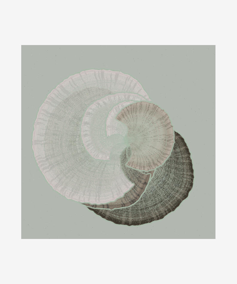 Paweł Grzelak Poland Padina, 2022 Code-based generative, long-form