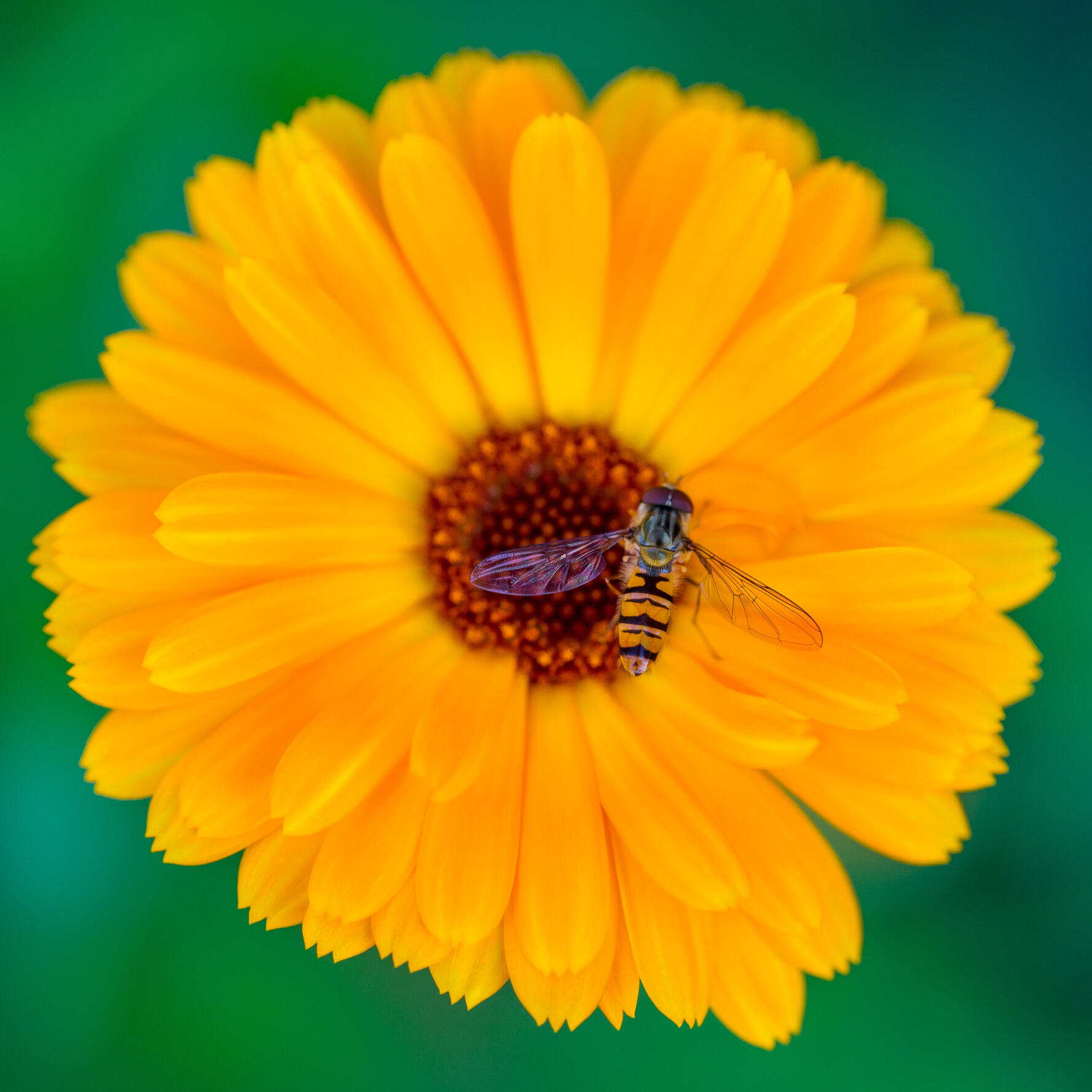 Hoverfly on Flower, 2021. Micael Widell. MIME: image/jpeg, Token: FA2, Storage: IPFS, Contract: KT1...